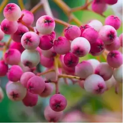Рябина ПИНК сладкоплодная в Волковыске