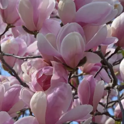 Магнолия ГАЛАКСИ в Волковыске