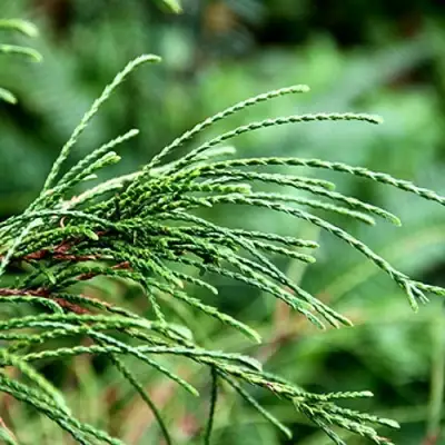 Туя ВИПКОРД складчатая в Волковыске