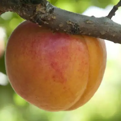  АПРИУМ в Волковыске