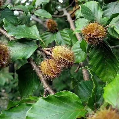 Бук обыкновенный в Волковыске