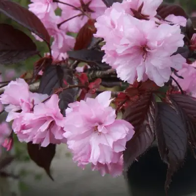 Сакура РОЯЛ БУРГУНДИ в Волковыске