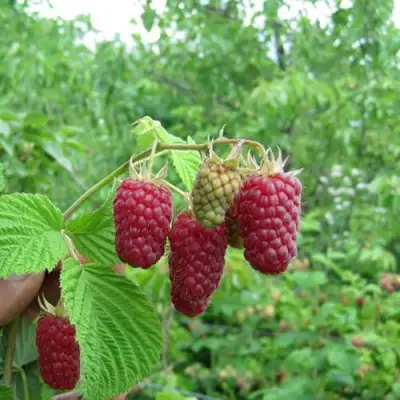 Малина ЛЯЧКА (ЛАШКА, ЛЯШКА) в Волковыске