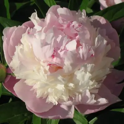 Пион ЩЕРБЕТ травянистый в Волковыске