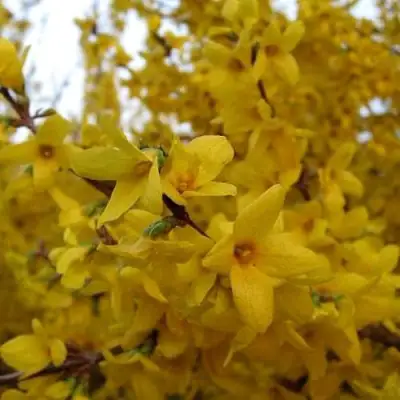 Форзиция ТАРАНДТ промежуточная в Волковыске