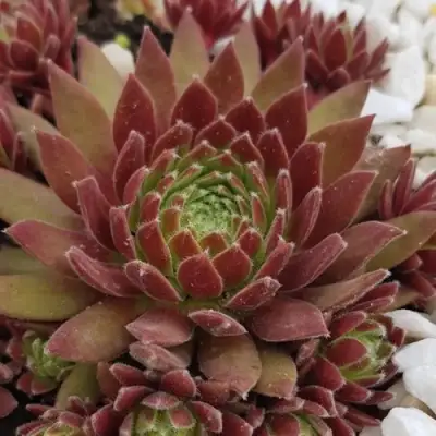 Молодило ЛЮФТШПРУНГ в Волковыске