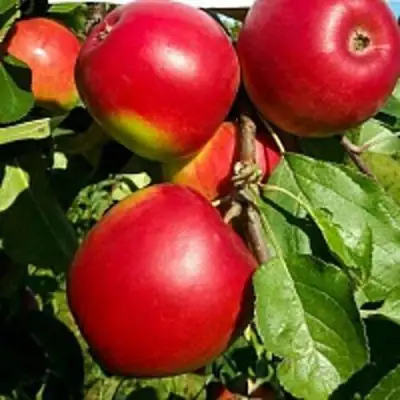 Яблоня РЕДФРИ в Волковыске
