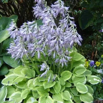 Хоста ГОЛДЕН ТИАРА в Волковыске