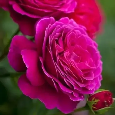 Роза МАЛИНОВЫЙ ЗВОН чайно-гибридная в Волковыске