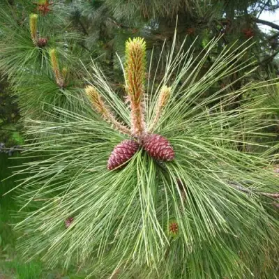 Сосна желтая  в Волковыске