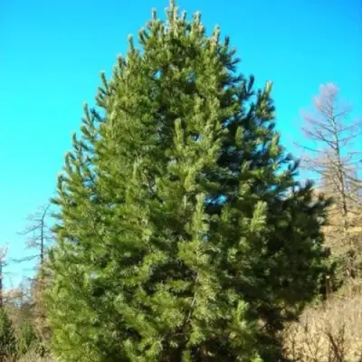 Сосна кедровая сибирская в Волковыске