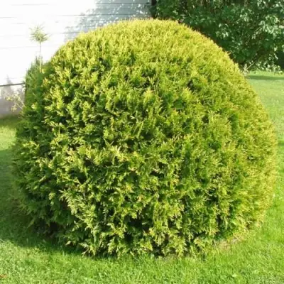 Туя ДАНИКА АУРЕА западная в Волковыске