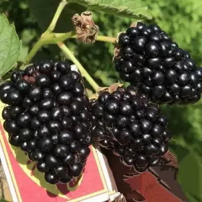 Ежевика ПРАЙМ АРК 45 ремонтантная   в Волковыске