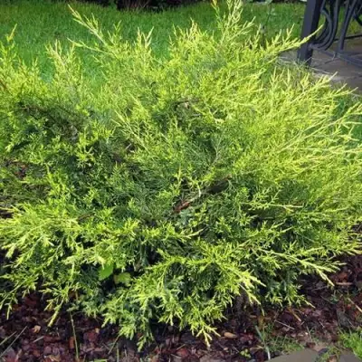 Можжевельник КУРИВАО ГОЛД китайский в Волковыске
