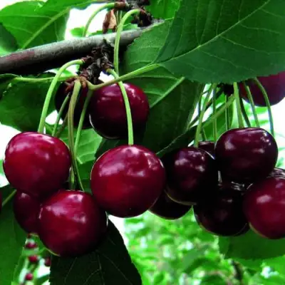 Дюк ЖИВИЦА (ЧЕРЕВИШНЯ) в Волковыске