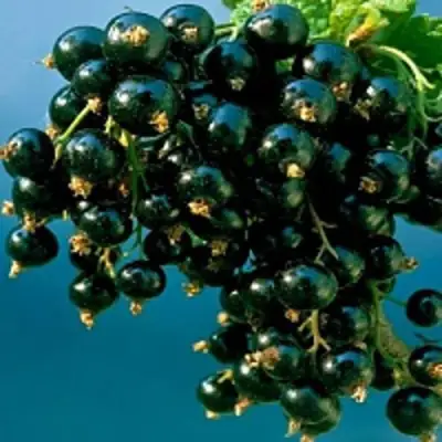 Смородина чёрная ИЗЮМНАЯ в Волковыске