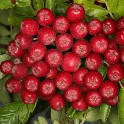 Рябина РУБИНОВАЯ сладкоплодная в Волковыске