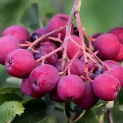 Рябина ДЕСЕРТНАЯ МИЧУРИНА сладкоплодная в Волковыске