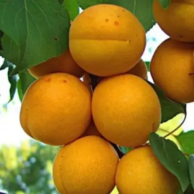 Абрикос ОНТАРИО в Волковыске