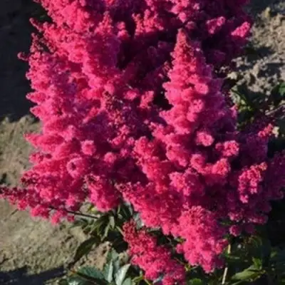 Астильба ЛАКИ ДЕЙ Арендса в Волковыске