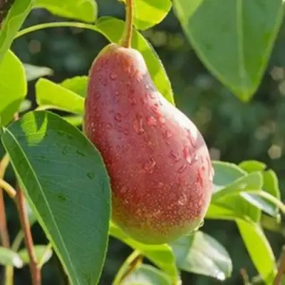 Груша ЯКОВЛЕВСКАЯ в Волковыске