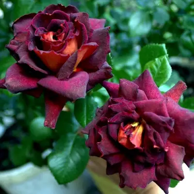 Роза ЭДДИ МИТЧЕЛЛ чайно-гибридная в Волковыске