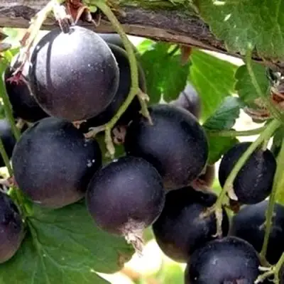 ЙОШТА в Волковыске