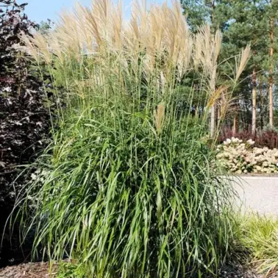 Мискантус ВАНИЛЛА СКАЙ китайский в Волковыске