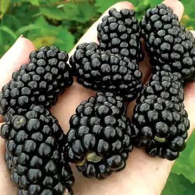 Ежевика ПРАЙМ АРК ФРИДОМ ремонтантная  в Волковыске