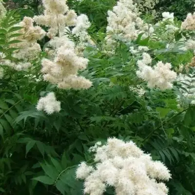 Рябинник рябинолистный в Волковыске