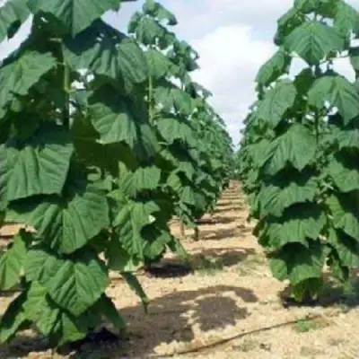 Павловния ПАО ТОГН Z07 в Волковыске