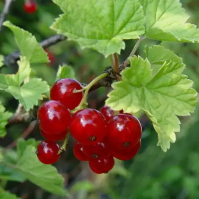 Смородина альпийская ШМИДТ в Волковыске