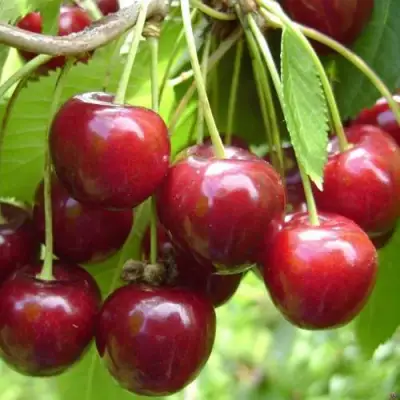 Черешня СИНЯВСКАЯ в Волковыске