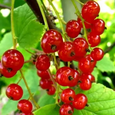 Смородина красная КОРАЛЛОВАЯ в Волковыске