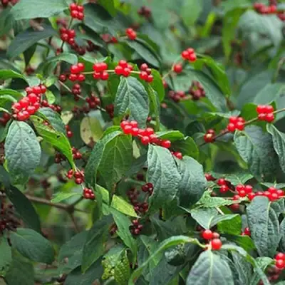 Жимолость МААКА в Волковыске