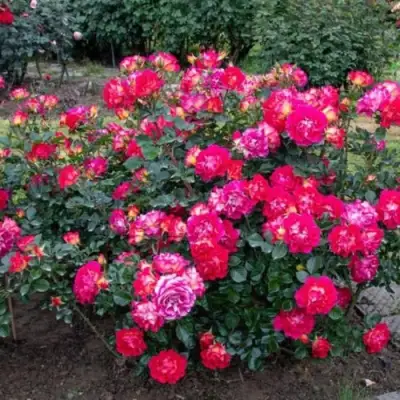 Роза БРЕРА флорибунда в Волковыске