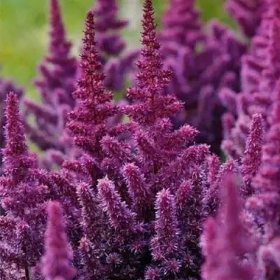 Астильба ПЕПЛ РЕЙН гибридная в Волковыске