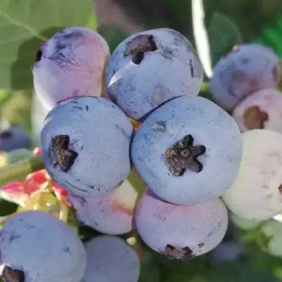 Голубика ХАРРИСОН в Волковыске
