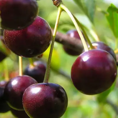 Вишня ЛИВЕНСКАЯ в Волковыске