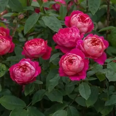 Роза БЕНДЖАМИН БРИТТЕН шраб в Волковыске