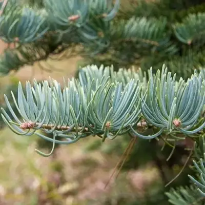 Пихта КОНКОЛОР в Волковыске