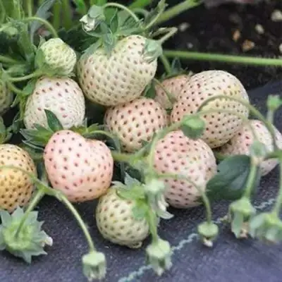 Клубника АНАНАСА ремонтантная в Волковыске