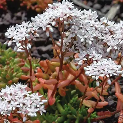 Очиток (седум) КОРАЛ КАРПЕТ белый в Волковыске