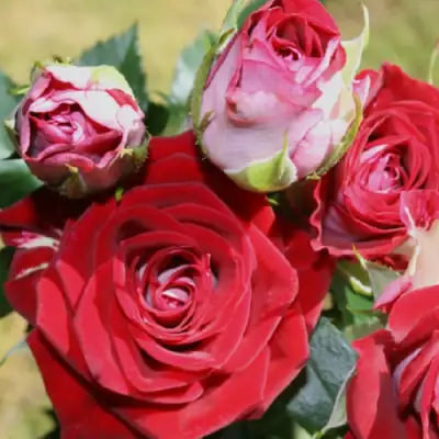 Роза РУБИ СТАР спрей в Волковыске