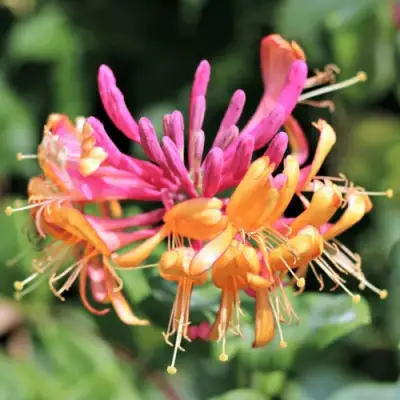 Жимолость ГЕКРОТА в Волковыске