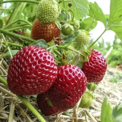 Клубника ЗЕНГА-ЗЕНГАНА в Волковыске