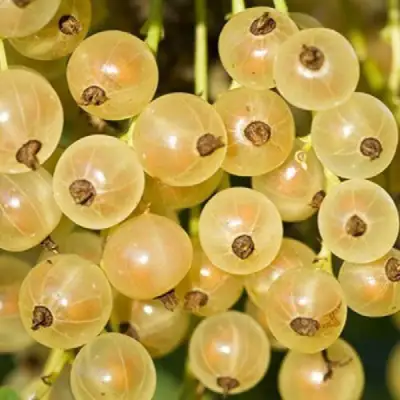 Смородина белая СМОЛЬЯНИНОВСКАЯ в Волковыске