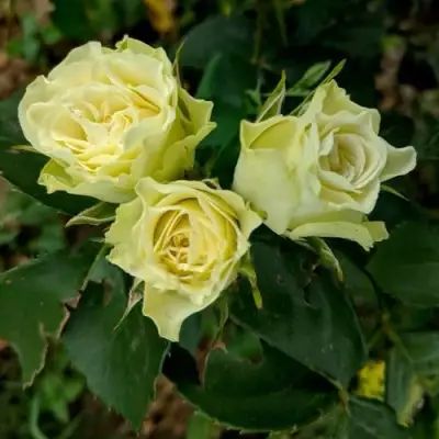 Роза ЛУВИАНА спрей в Волковыске