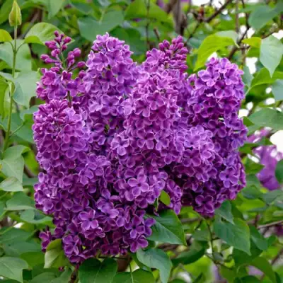 Сирень СУМЕРКИ в Волковыске