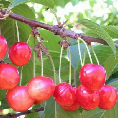 Черешня НАСЛАЖДЕНИЕ в Волковыске